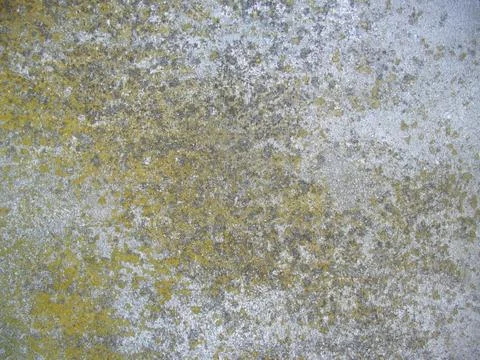Moss concrete background Stock Photos