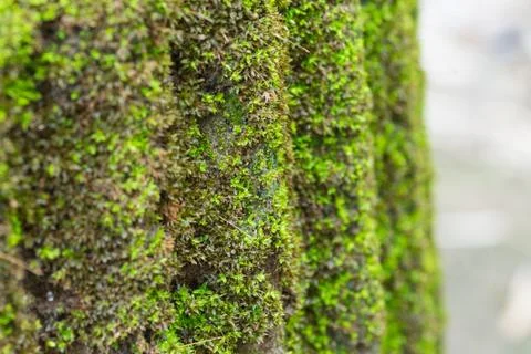 Moss on Concrete Column Stock Photos
