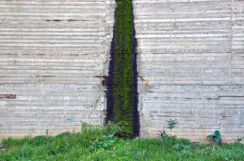 Moss on concrete Stock-Fotos
