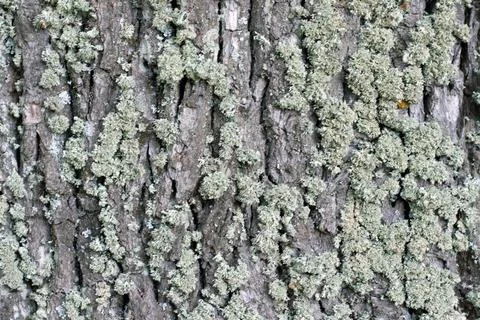 Moss on cortex tree Green moss on cortex tree, texture background Copyrigh... Stock Photos