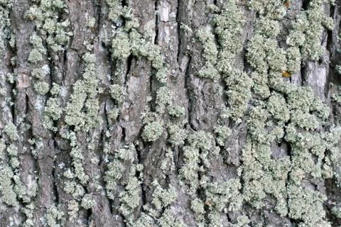 Moss on cortex tree Stock Photos