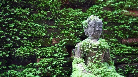 Moss cover buddha statue, calm peaceful religious concept Stock Footage 92772653