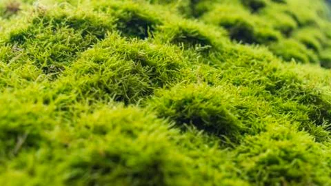 Moss cover on tree bark background. Close-up moss texture on tree surface Foto stock