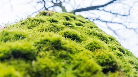 Moss cover on tree bark background. Close-up moss texture on tree surface Stock Photos