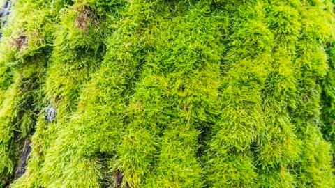 Moss cover on tree bark background. Close-up moss texture on tree surface Stockfoto's