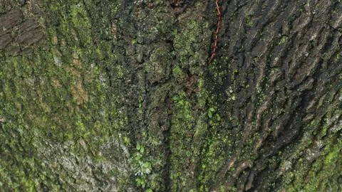 Moss cover on tree bark background. Close-up moss texture on tree surface. Stock Photos