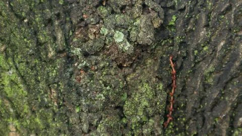 Moss cover on tree bark background. Close-up moss texture on tree surface. Stock Photos