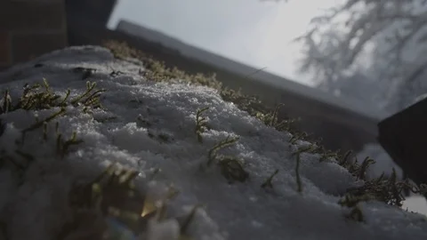 Moss coverd with snow Vídeo Stock 92303728