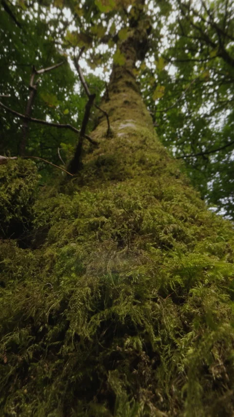Moss covered ancient tree, vertical format Stock Footage 286703616