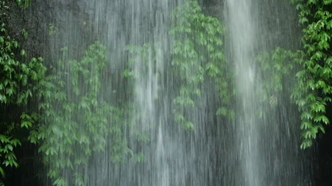 Moss Covered Banyan Root Wall, Meditative Rainforest Closeup 스톡 동영상 330082785