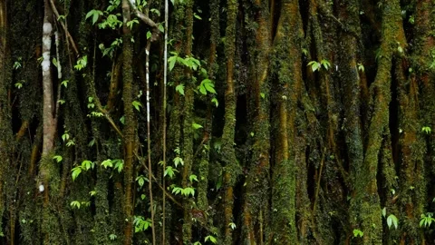 Moss Covered Banyan Root Wall, Meditative Rainforest Closeup 스톡 동영상 330082914