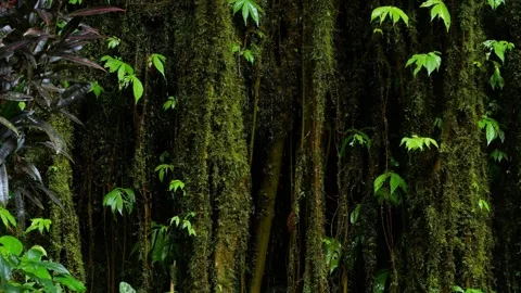 Moss Covered Banyan Root Wall, Meditative Rainforest Closeup Vídeos de archivo 331098989
