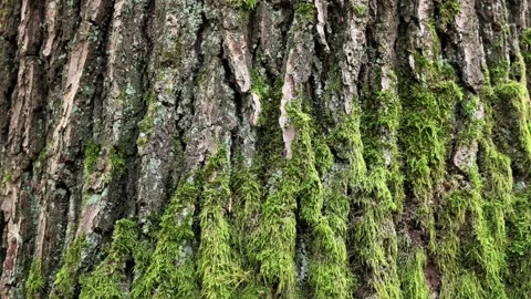 Moss-covered bark, bark of an old oak tree, Quercus, moss Stock Footage 346077207