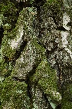 Moss-covered bark of birch tree. Close-up vertical photo Stock Photos