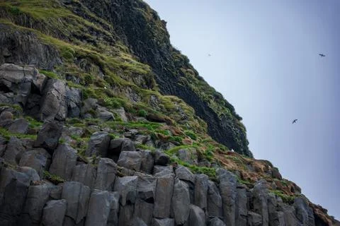 Moss-covered basalt cliffs with seabirds in Iceland Photos