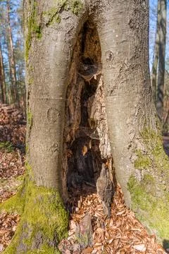 Moss-Covered Beech Tree With Deep Hollow and Leaf-Littered Forest Floor in Foto stock