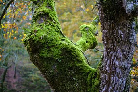 Moss-Covered Beech Tree in Ucieda Forest, Cabuerniga Valley, Spain Stock Photos