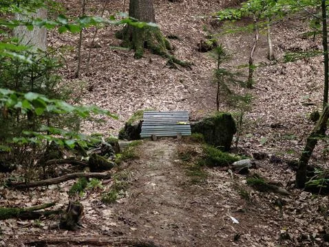 Moss covered bench in leaf litter forest under tall tree trunks with soft l.. Stock Photos