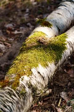 Moss covered birch logs lying on forest floor in soft sunlight Stock Photos