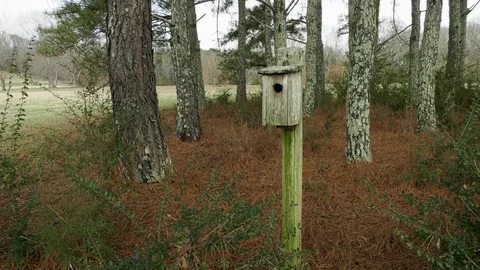 Moss-covered birdhouse in a copse Stock Footage 99923928