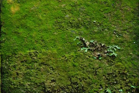 Moss Covered Block Stock Photos