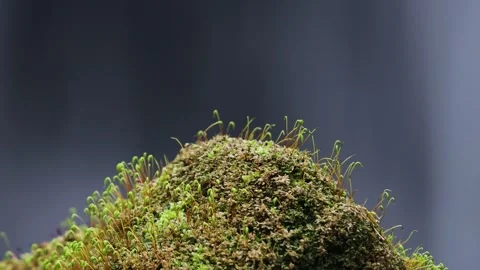 Moss covered boulder and waterfall, North Pennines, England Video stock 305326002