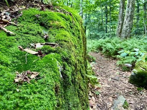 Moss-covered boulder Stock Photos