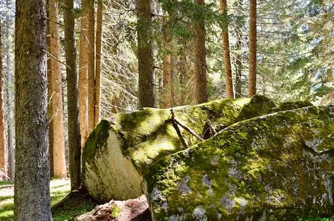 Moss-Covered Boulders in a Dense Pine Forest Stock Photos