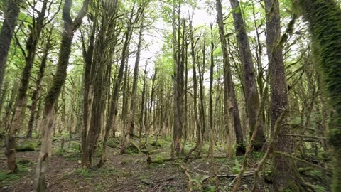 Moss covered boxwood trunks stand in a dark ancient forest - Algae and Texture Stock Footage 339431482