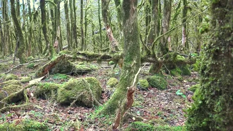 Moss covered boxwood trunks stand in a dark ancient forest - Enchanted Woods Stock Footage 339487084
