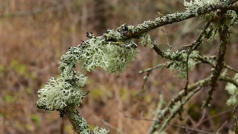 Moss-covered branch Stock Footage 119215940