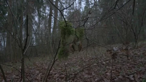 Moss covered branch in winter forest woodland landscape Vidéo 330316623