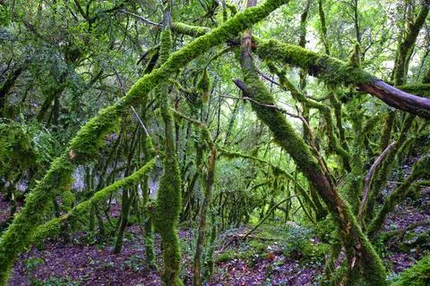 Moss-Covered Branches in a Dense Forest Stock Photos