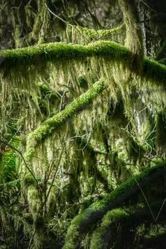 Moss-covered branches in a dense forest setting Stock Photos