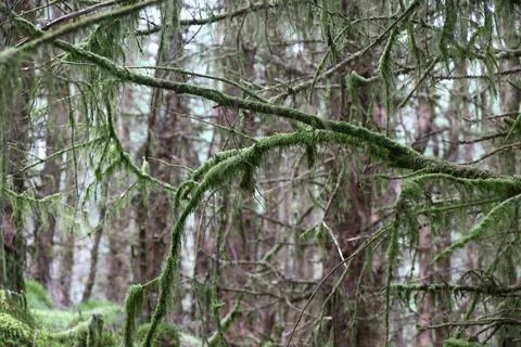 Moss covered branches in dense Scottish Highlands forest Stock Photos