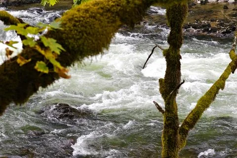 Moss-covered branches frame rushing river rapids in Snoqualmie, Washington Stock Photos