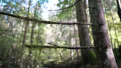 Moss covered branches on an old tree, river in the background Stock Footage 158970547