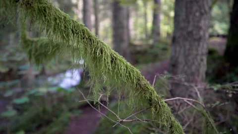 Moss covered branches on an old tree, river in the background Stock Footage 158970621