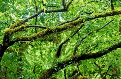 The moss-covered branches of trees after the rain in the forest. High humidity Stock Photos