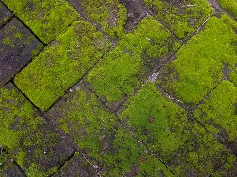 Moss covered brick pathway texture Stock Photos