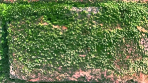 Moss-Covered Brick Wall Looping Animation, Vibrant Green Growth on Weathered Stock Footage 344884298