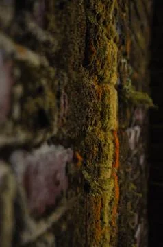 Moss Covered Brick Wall Texture Macro Detailed Stock Photos