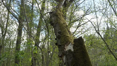 Moss-Covered Broken Birch Trunk With Shelf Fungi in Forest Video stock 329447314