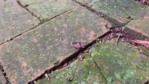 Moss-covered cement bricks with cracks, dried leaves, and small plants Stock-Footage 313475950