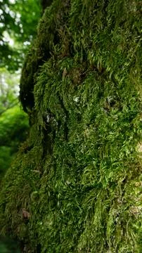 Moss-covered cobblestone in the green forest. Sochi, Lazarevskoe, Berendeevo Stock Photos