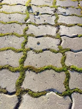 Moss-covered cobblestone pathway with sunlit details and natural texture Foto stock