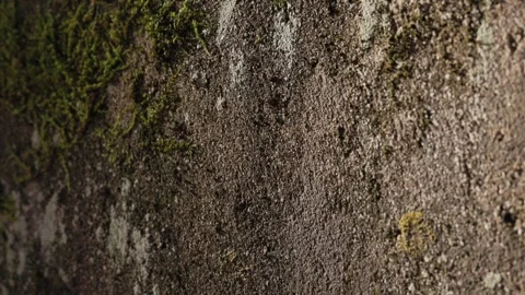 Moss Covered Concrete Wall Background Vídeos de archivo 321458121