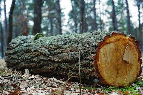 Moss Covered Cut Tree Log in Forest Showing Rings Stock-Fotos