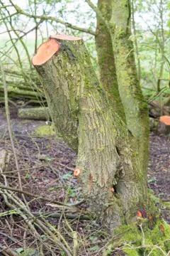 Moss Covered Cut Tree Foto stock