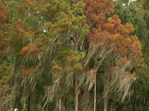 Moss covered cypress tree in wind Stock Footage 28383397